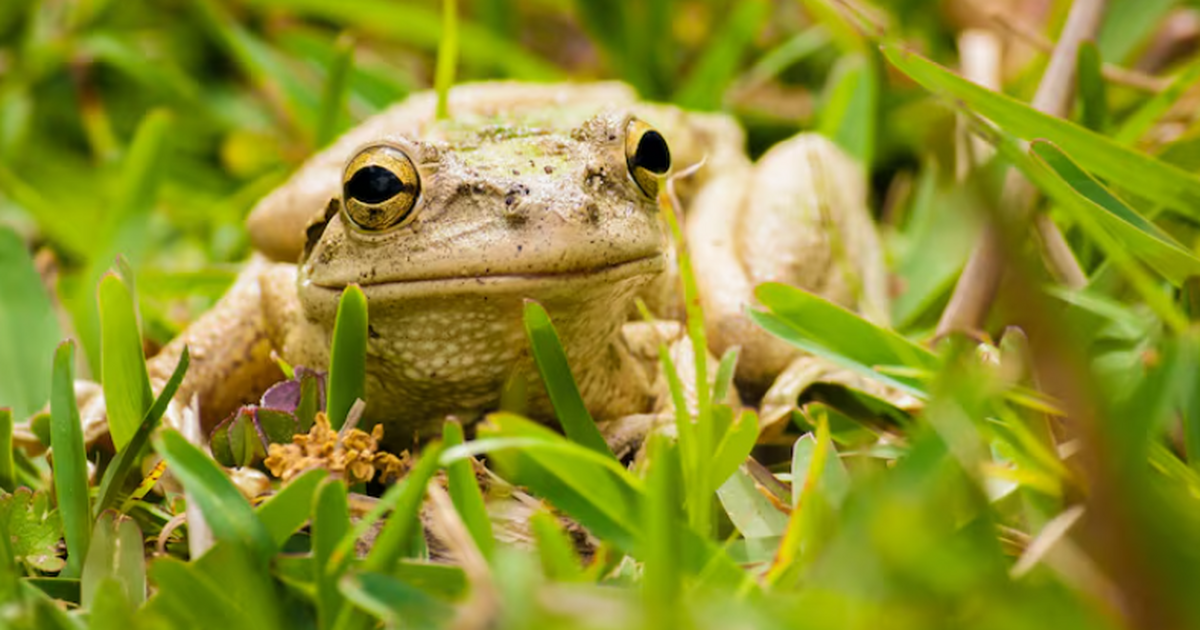 В Перу обнаружен новый вид лягушки Gastrotheca ...