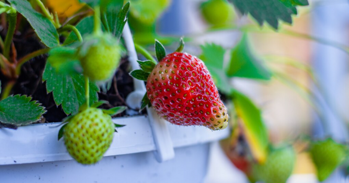 Клубника не любит экспериментов с морозом Капри...