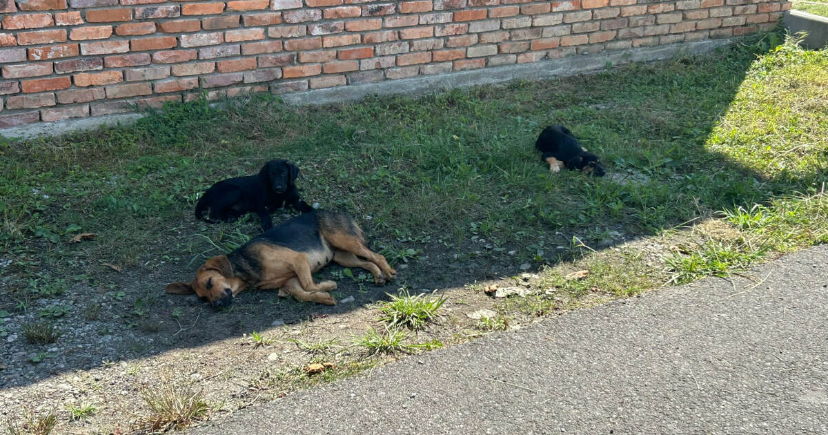 В Самаре следователи возбудили уголовное дело п...