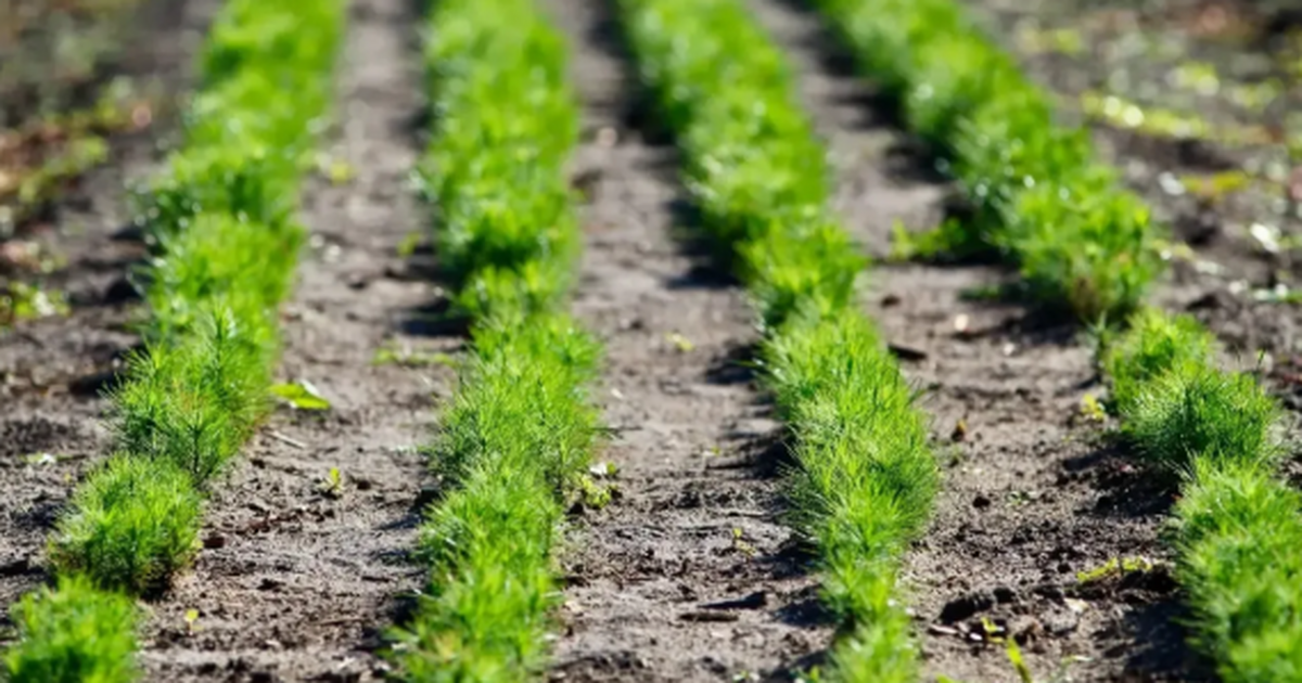 В регионе подготовят более 5 миллионов сеянцев