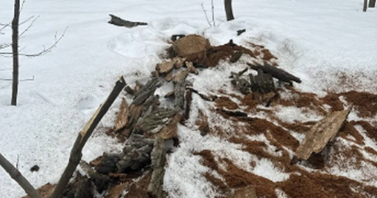 Эконадзор Самарской области выявил рубку 15 сухостоев на ООПТ Незаконная рубка обнаружена на территории «Древ...