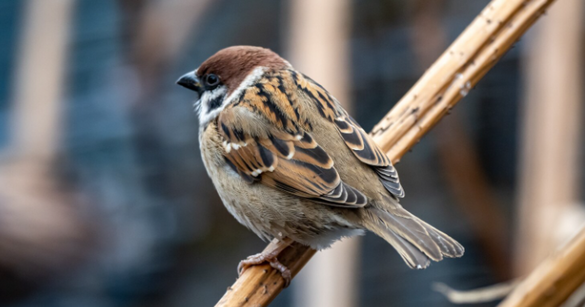 В Самарской области насчитали 5 887 воробьев. П...