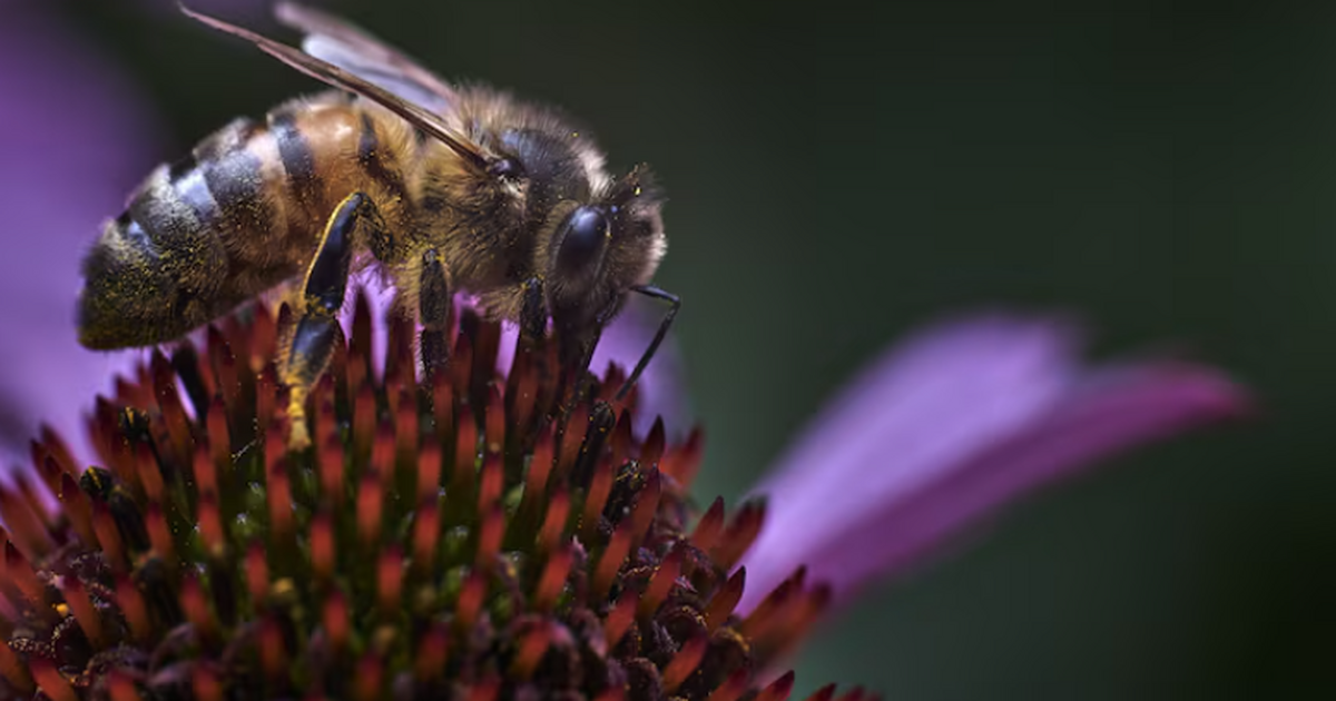Канадское исследование объяснило свержение пчелиных маток рабочими особями Научное сообщество из Канады представило объясн...