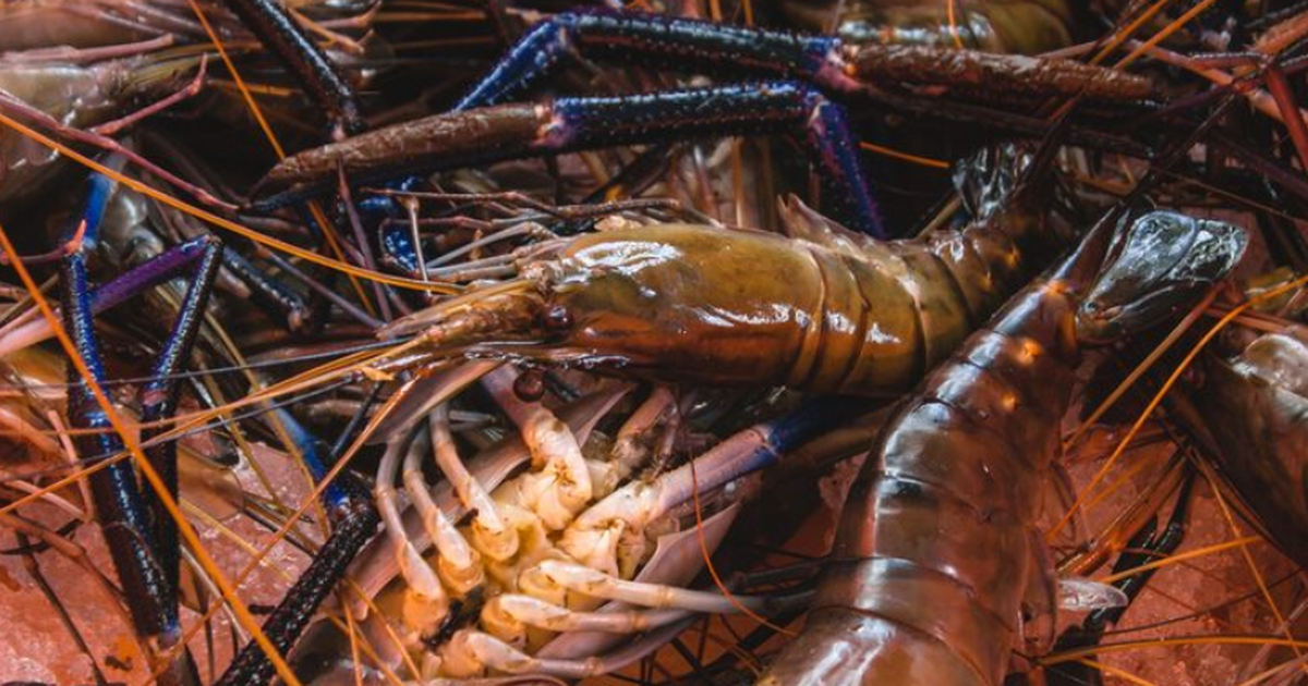 Сибирские учёные вместе с коллегами из Мексики ...