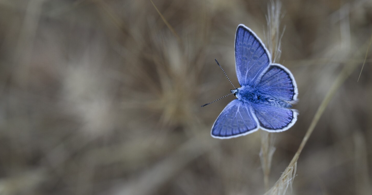Учёные зафиксировали появление североамериканск...
