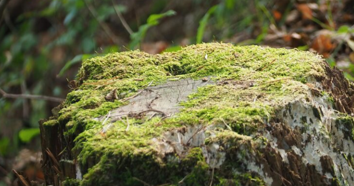 Под Лугой нашли окаменелый пень возрастом около 385 млн лет Под Лугой палеонтологи обнаружили окаменелый пе...