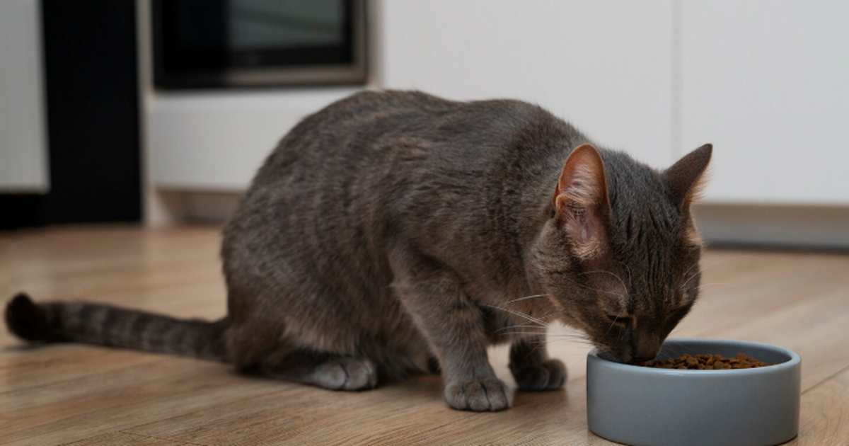 Японские исследователи выяснили, что домашние к...