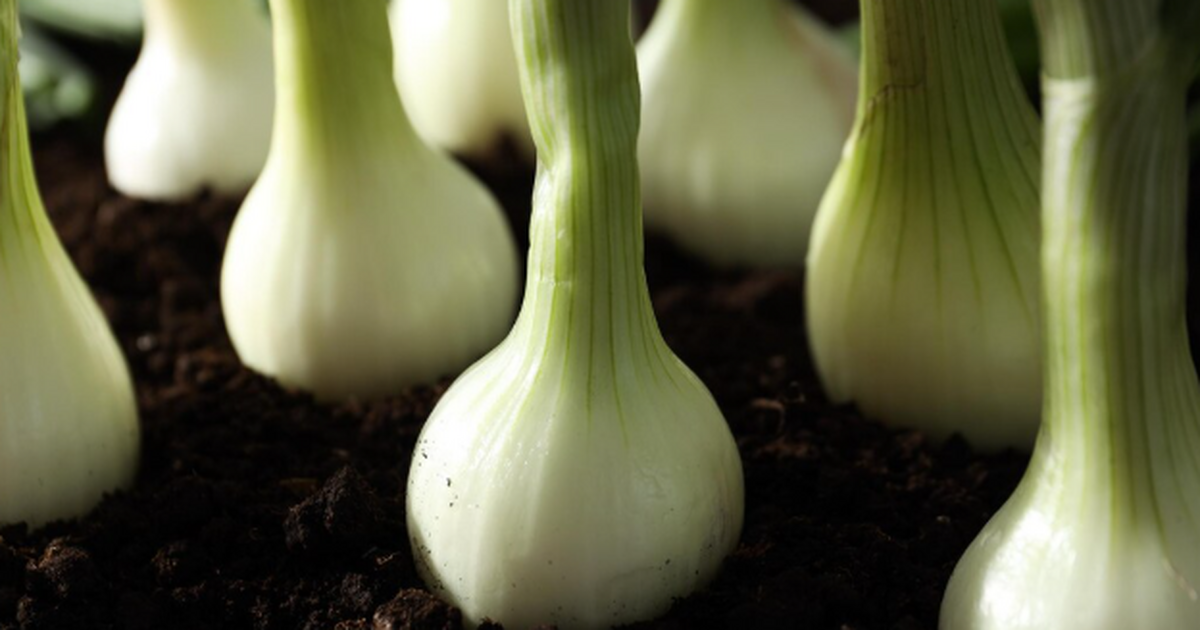 Ученые из Шанхайского университета Цзяотун сооб...