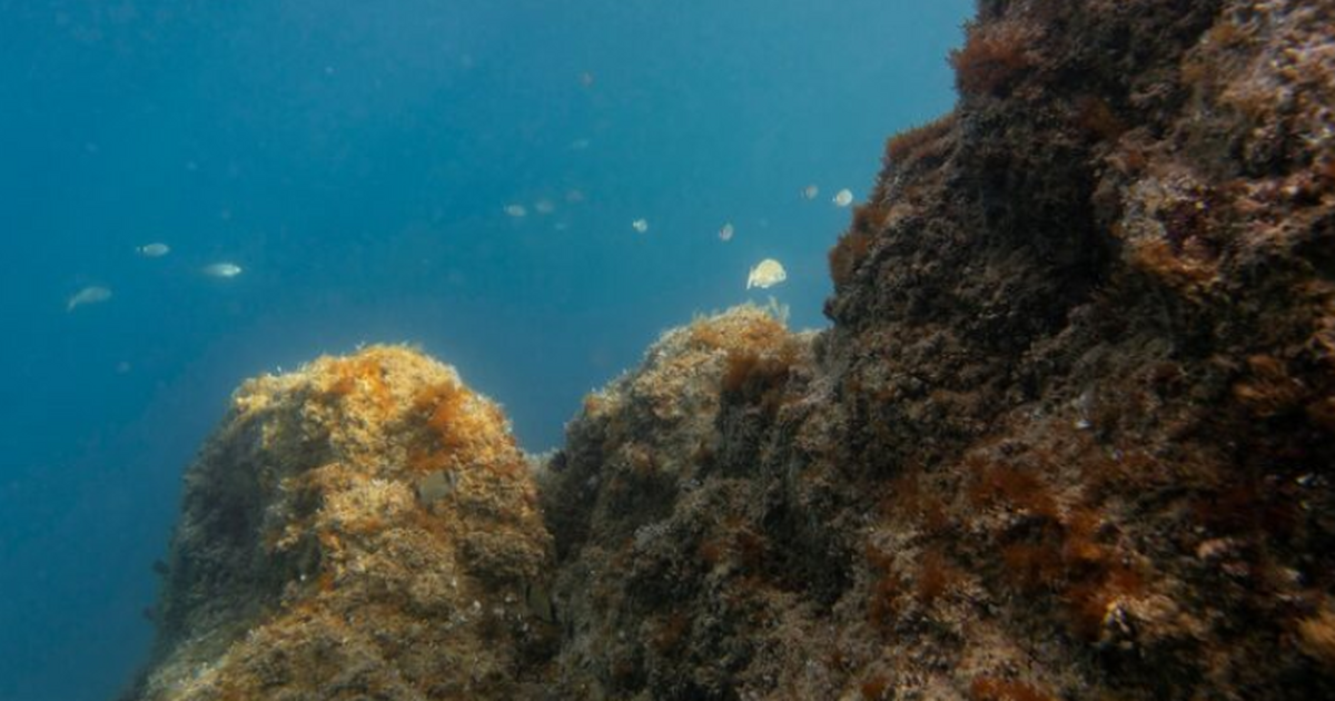 В глубинах Тихого океана исследователи нашли 24...
