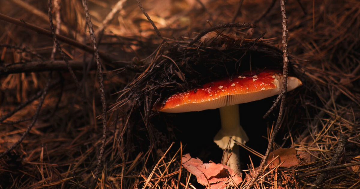 Пенсионер отравился ядовитыми грибами, которые нейросеть назвала съедобными В Японии 70-летний житель деревни Симокитаяма о...