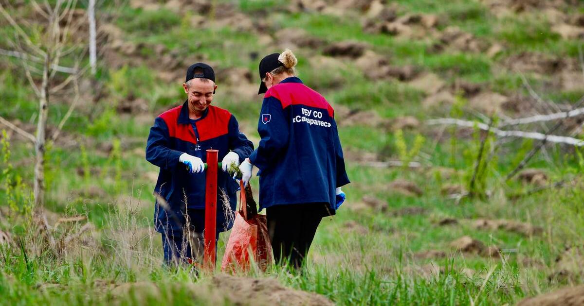 Самарские лесники высадили 856 гектаров новых насаждений в 2025 году По площади это эквивалентно 1214 футбольным полям