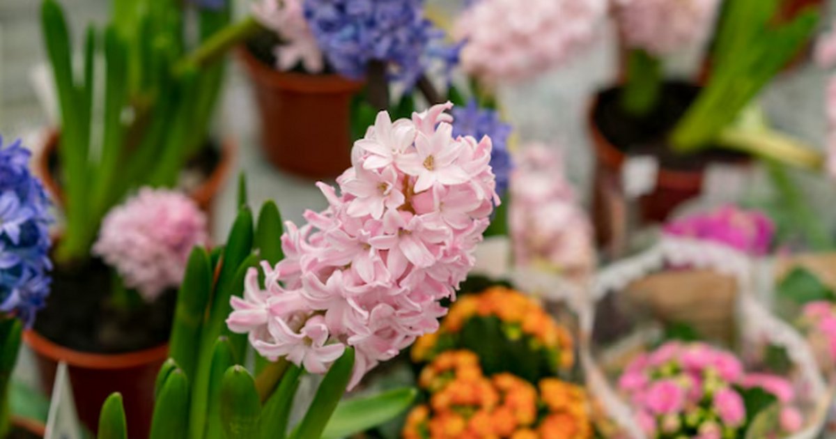 Долгое время казалось, что с розами у меня прос...