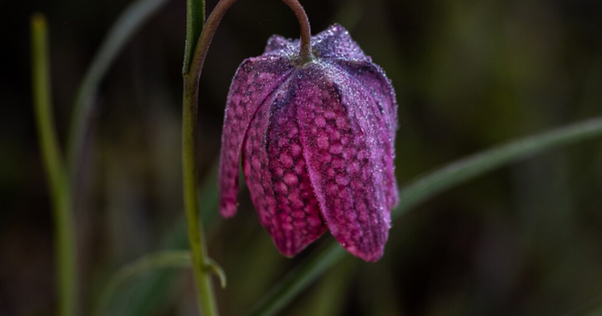 Специалисты напомнили, что ряд популярных комна...