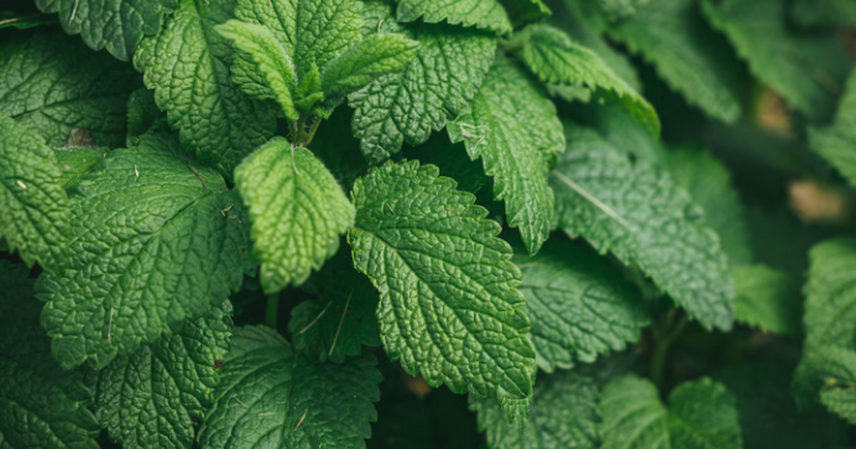 Nutrients: Три растения усиливают действие друг друга против воспаления Исследователи из Токийского университета показа...