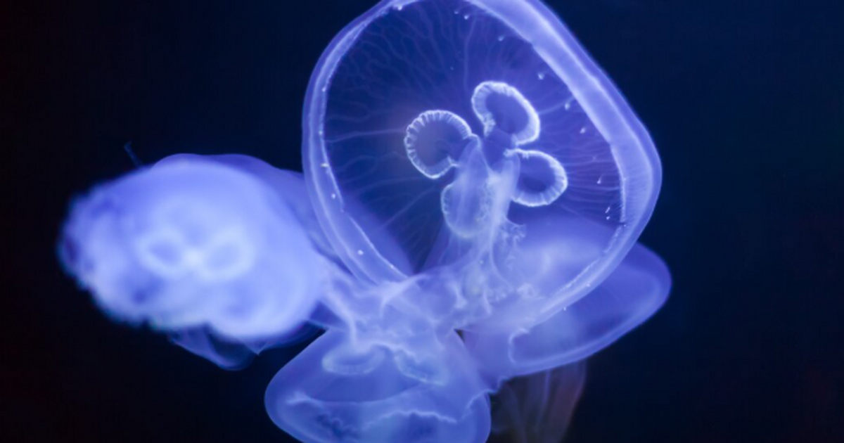 Учёные из Университета Бар-Илан в Израиле устан...