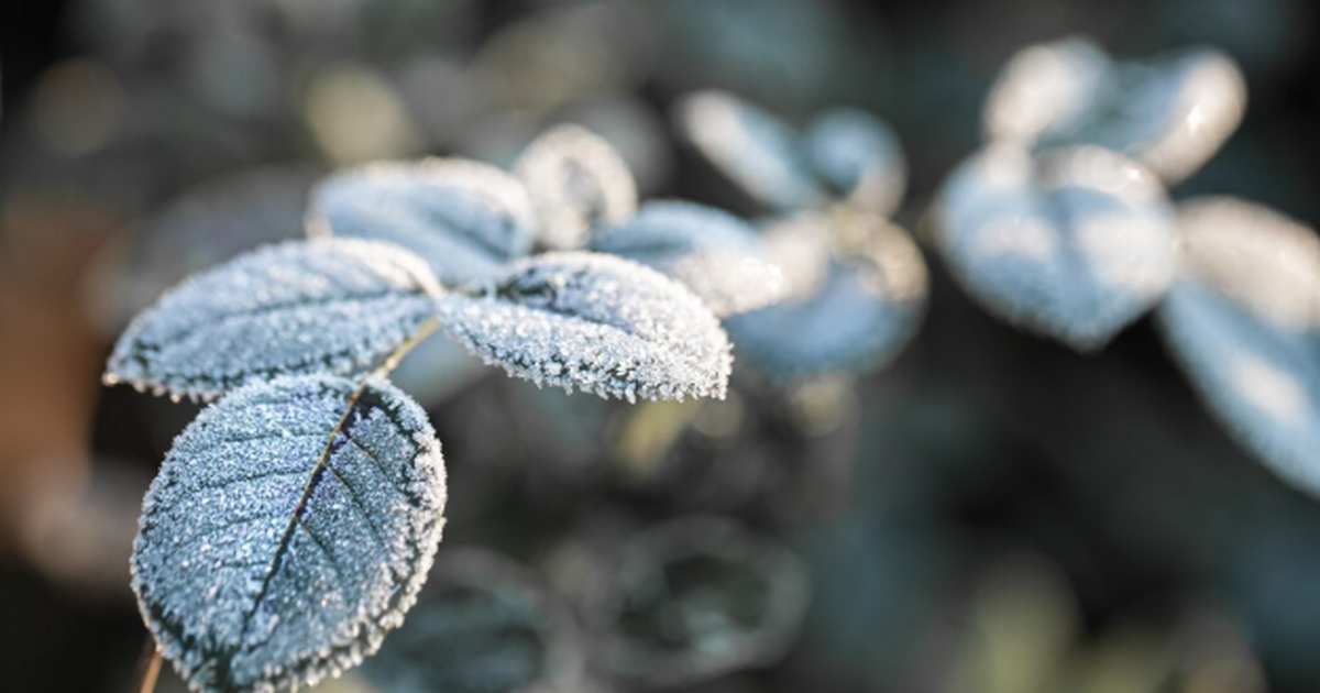 Ранний приход зимы в ноябре: где ударят морозы ...