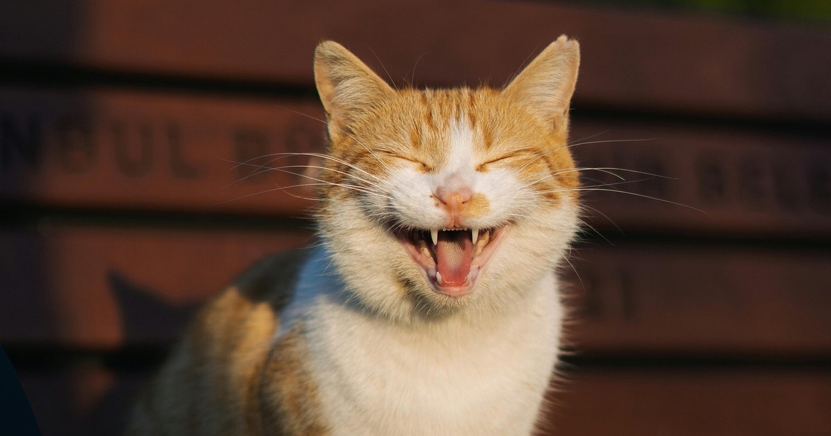 Самарцы увеличили покупки игрушек для кошек на 50% и переносок на 38% В Авито отметили возросший интерес самарцев к и...