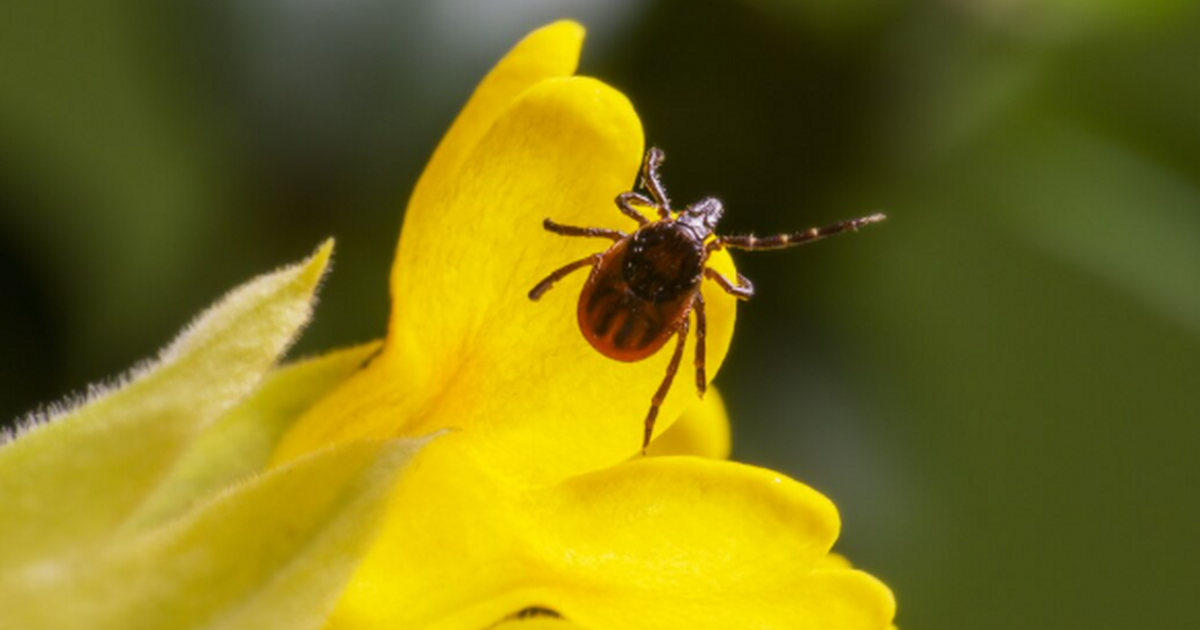 В России из-за раннего потепления клещи начали ...