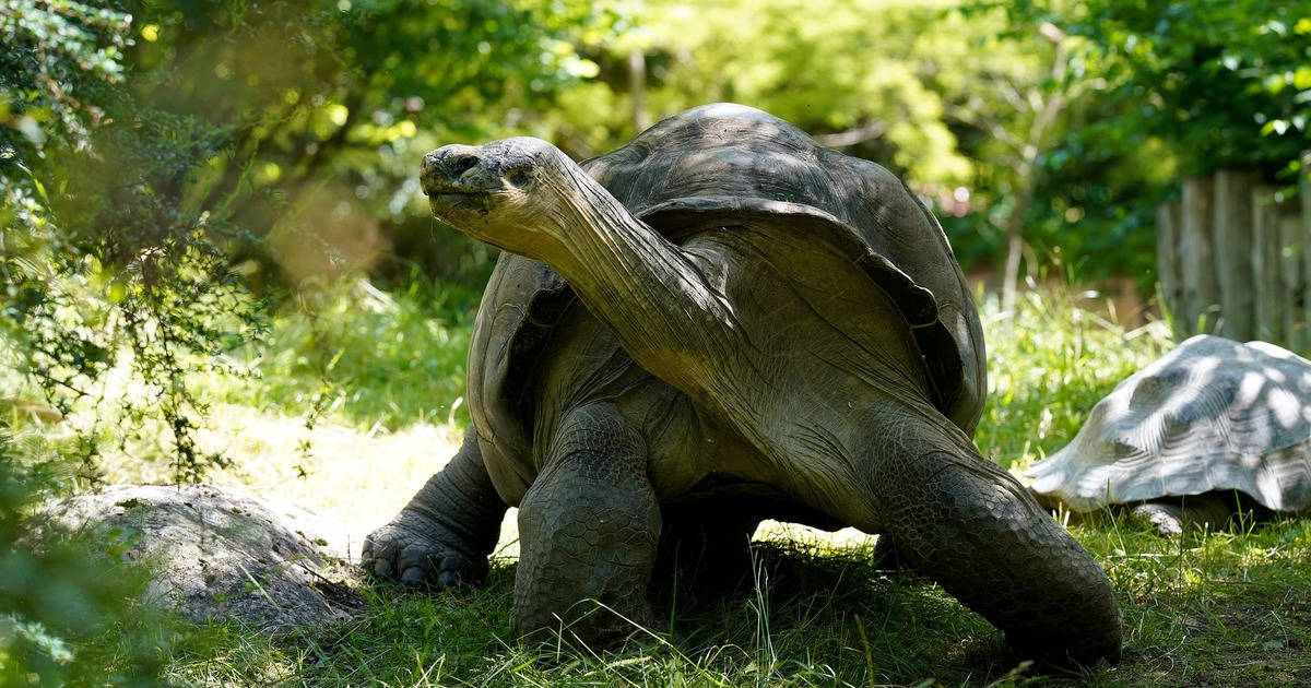 Эсмеральда известна как самая массивная свободн...
