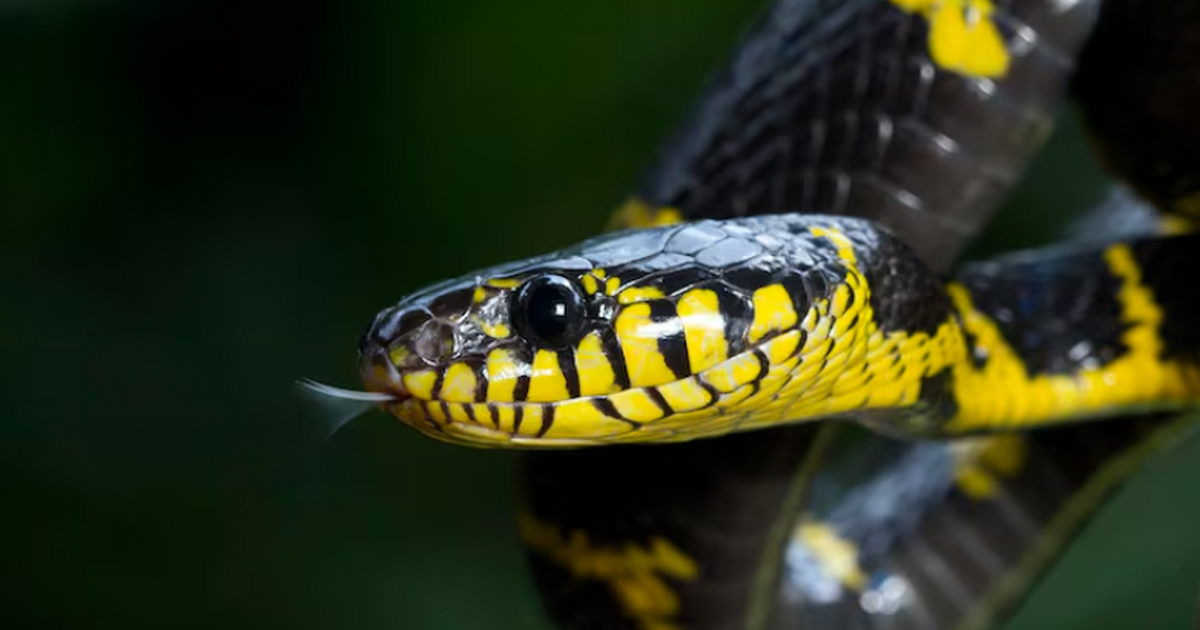 Ученые разработали экспериментальную мРНК‑вакци...