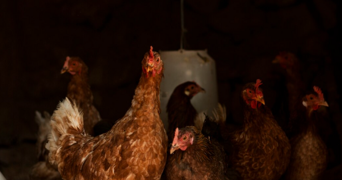 Цены на корма выросли, соседи устали от петухов...