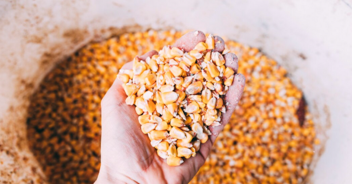 Насекомые в крупах — не «мелочь неприятная», а ...