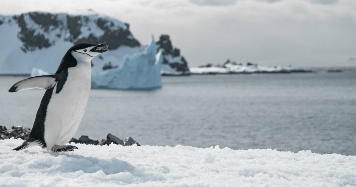 «Шар смерти» и сияющие черви: что открыла экспедиция у Антарктиды Группа ученых сообщила об обнаружении более три...