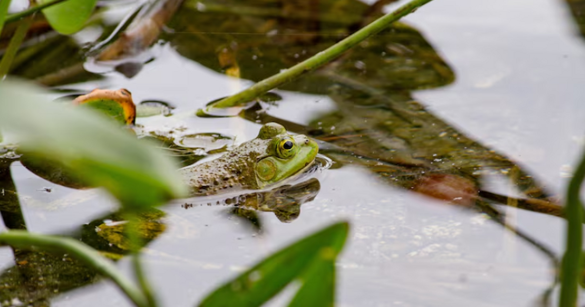 Луга и болота на планете исчезают почти в четыр...