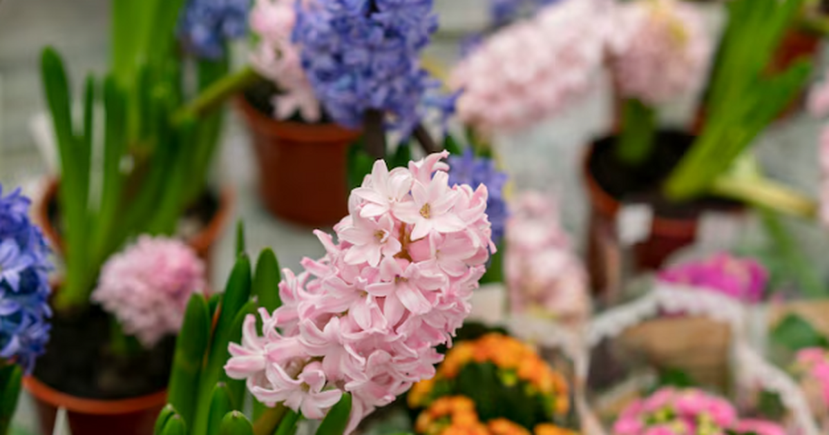 Больше не теряю ни одного черенка - мой проверенный зимний метод: летом розы цветут как бешеные Долгие годы я была уверена: «розы — не мои». Ве...