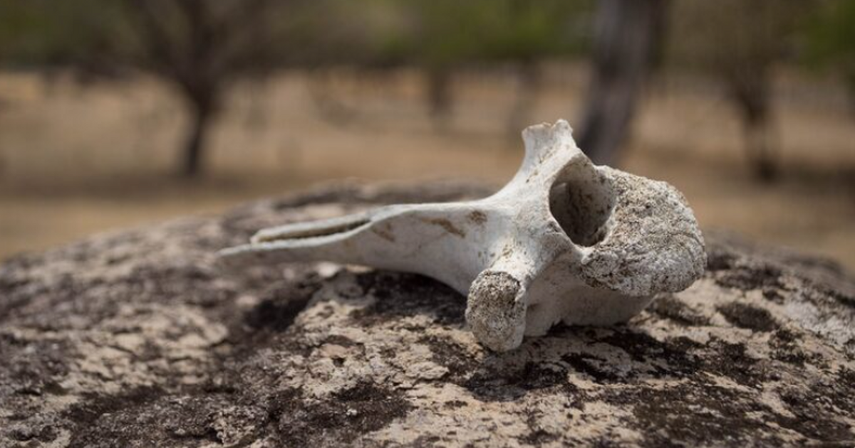 Окаменелость Salterella меняет представления об эволюции кембрия Группа ученых описала окаменелость возрастом ок...