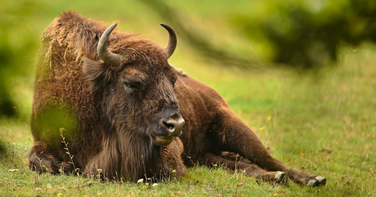 Зубры, когда-то исчезнувшие в Европе, возвращаю...