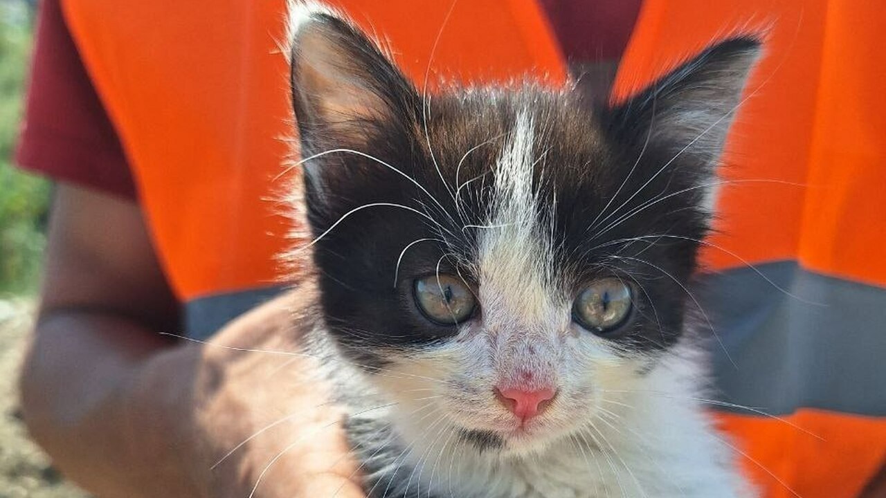 31 июля в Самаре на мусорном полигоне водитель погрузчика спас котенка Котенок после осмотра ветеринаров нашел себе но...
