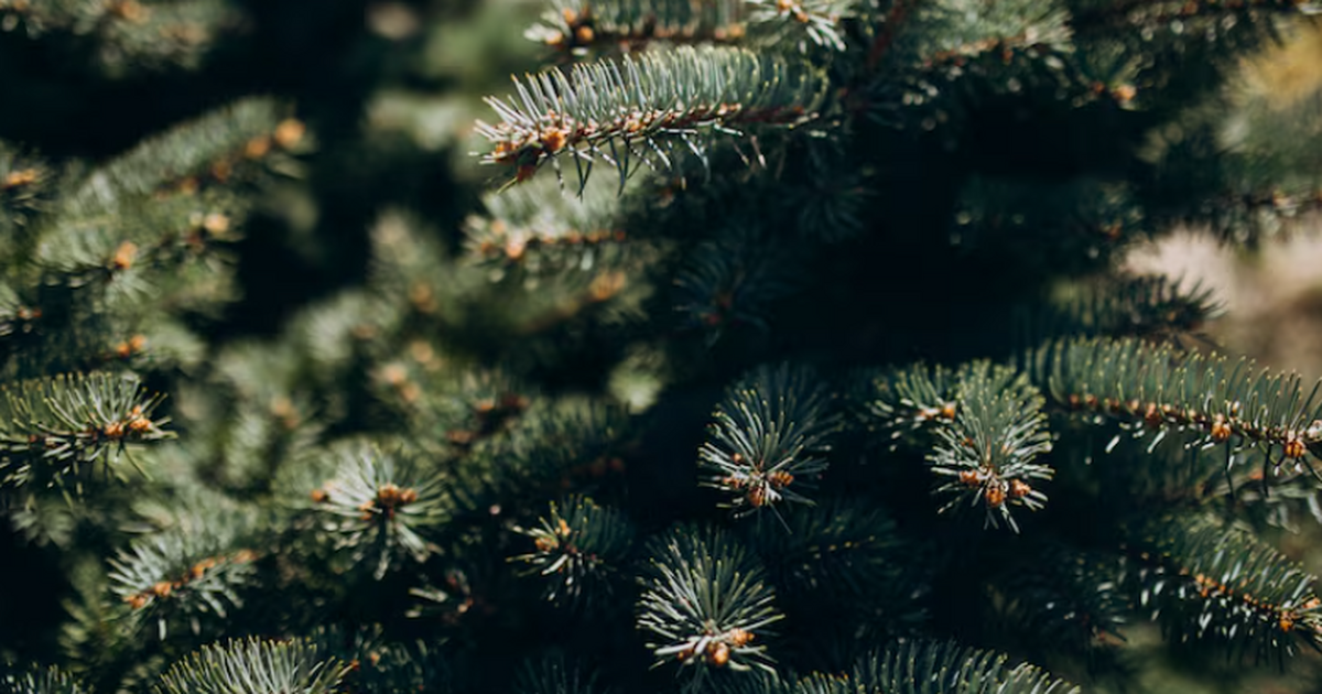 Дендрохронология показала, что в золотой период...