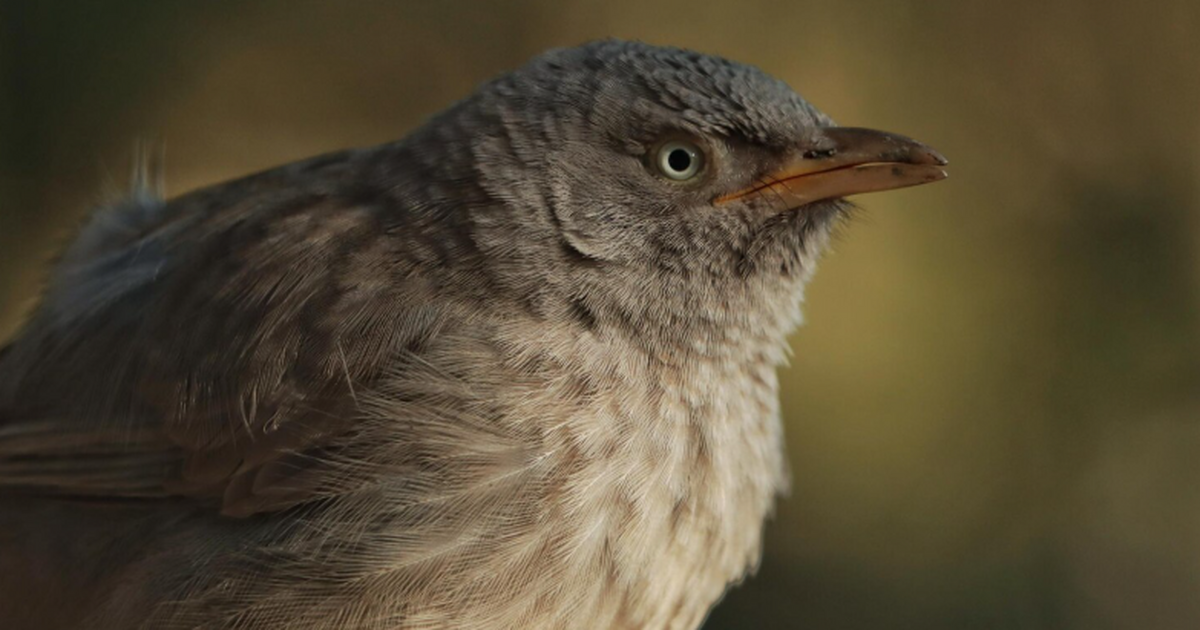 Исследователи описали два новых вида серых мура...
