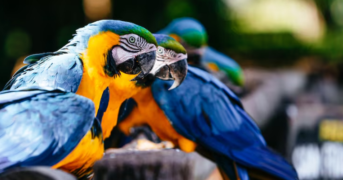 Исследование показало, что элита Перу более 800...