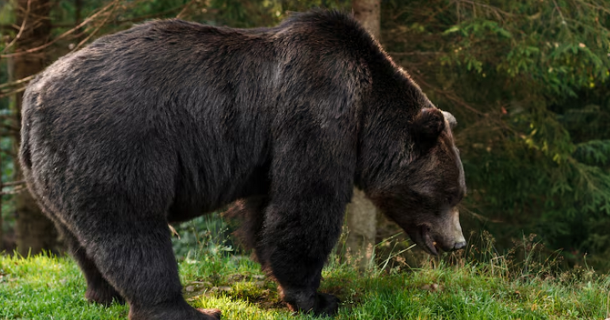 Сообщили об установлении и описании нового вида...