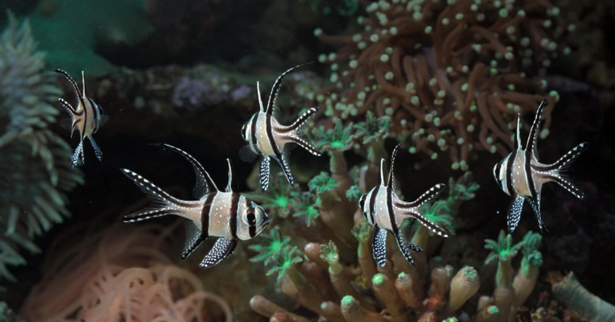 В Боливии переоткрыли считавшуюся вымершей ривуловую рыбу Moema claudiae Ихтиологи сообщили о переоткрытии редкой ривуло...