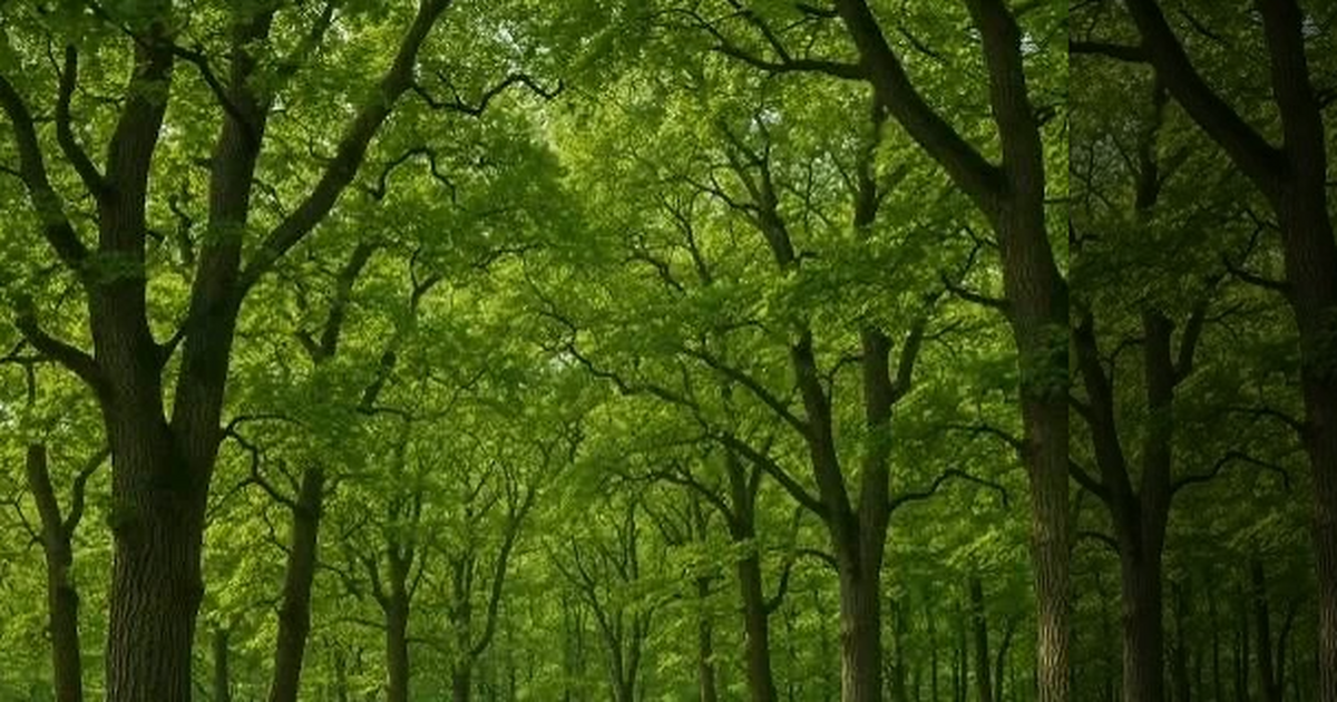 Участки находятся в границах охранных зон