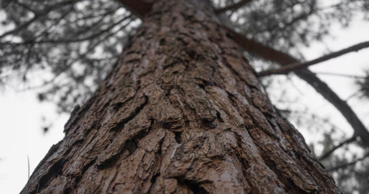 MPICE: ученые объяснили, как гриб обходит защиту короедов и спасает деревья Ученые изучили взаимодействие ели, короедов-тип...