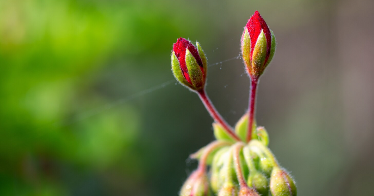 Исследователи из Университета Макгилла показали...