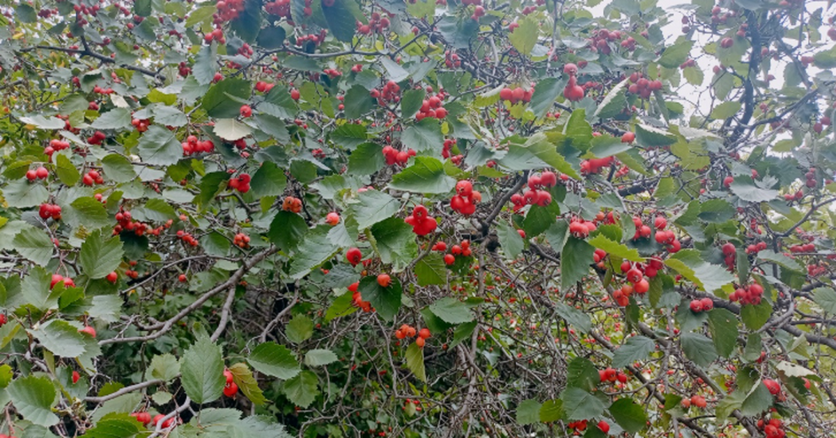 Земляничное дерево на даче: где выживет и чего ...