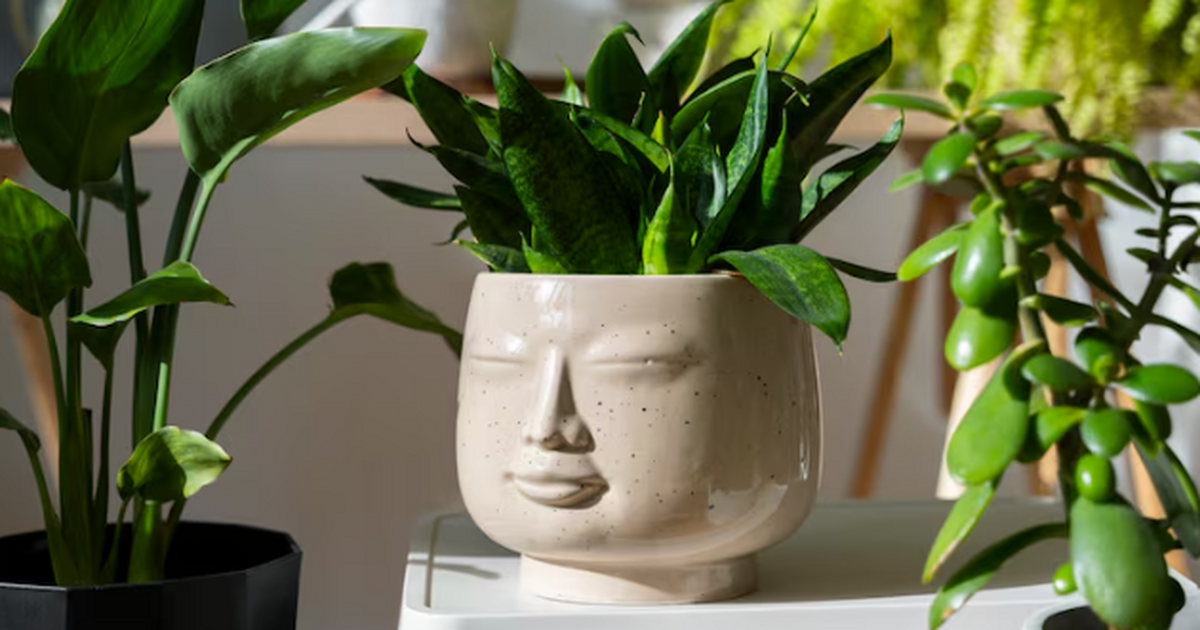 Опытные дачники в феврале делают это только таким способом: урожай потом некуда девать Что опытные дачники обязательно делают в феврал...