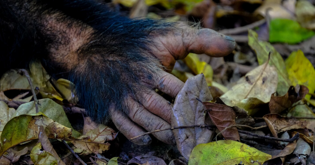 Изменение климата сыграло ключевую роль в вымирании «хоббитов» на Флоресе Новый анализ климатической истории острова Флор...
