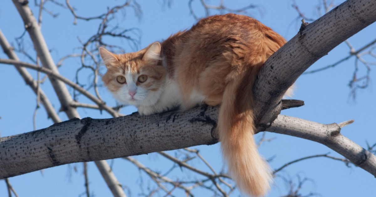 В Троицке Новой Москвы спасатели сняли с высоко...