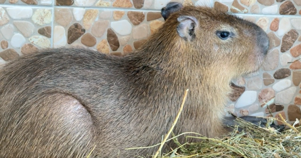 Из Чили — в Самару: на территории ТК «Амбар» появились капибары Кексик и Кабачок В Самаре стало на два повода для умиления больш...