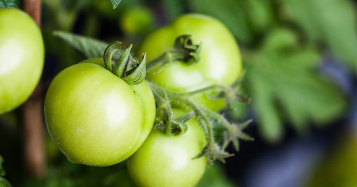 Когда сажать томаты в 2026 году: календарь расс...