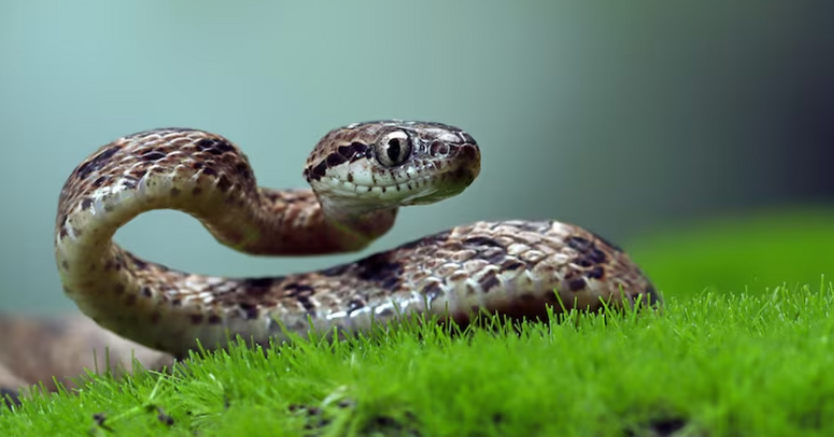 Учёный: страх змей у людей связан с древней эволюцией приматов Боязнь змей — один из самых распространённых че...