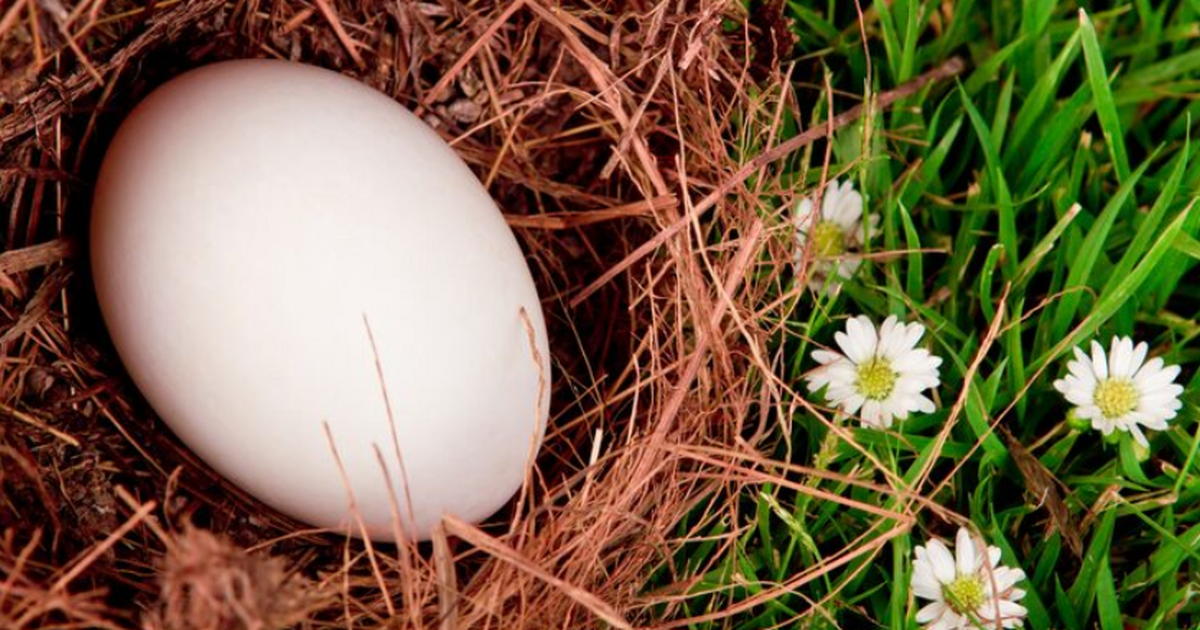 В новозеландском заповеднике Зеландия у пары ре...