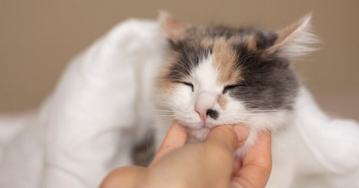 Что кошки помнят лучше всего: мнение ветеринаро...