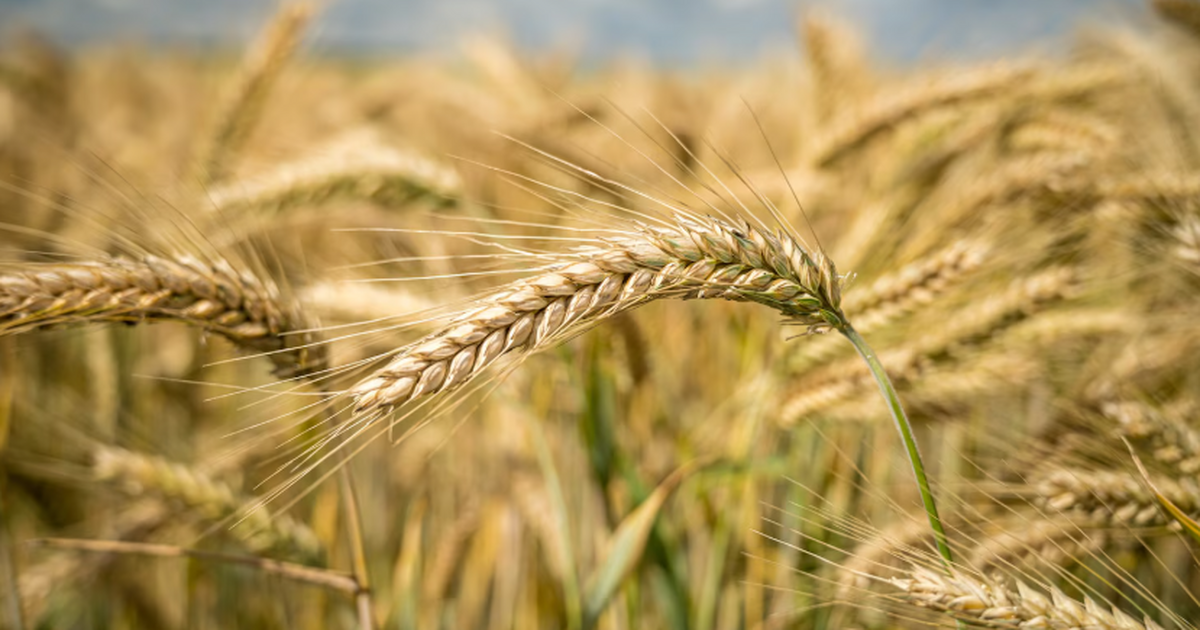 Группа учёных обнаружила генетический механизм ...